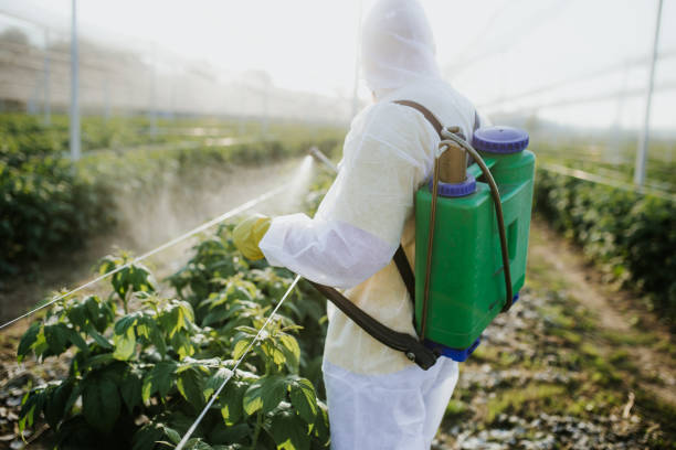 Wasp Removal Services in Callahan, FL
